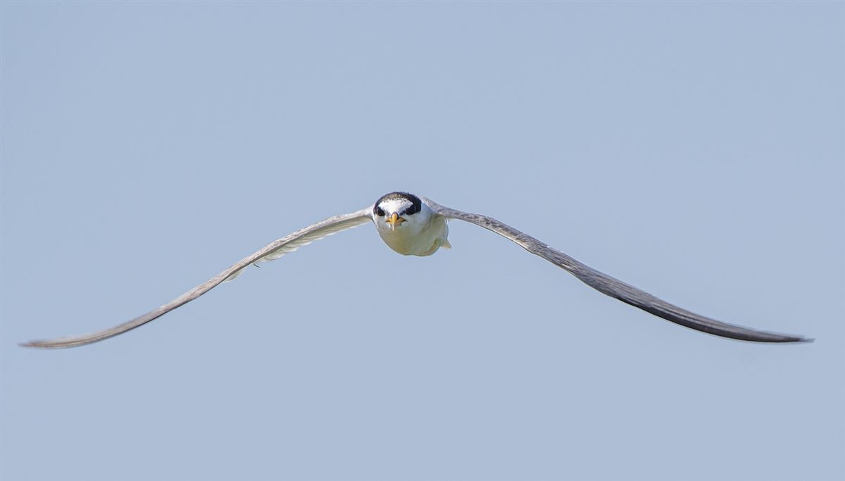 Little Tern