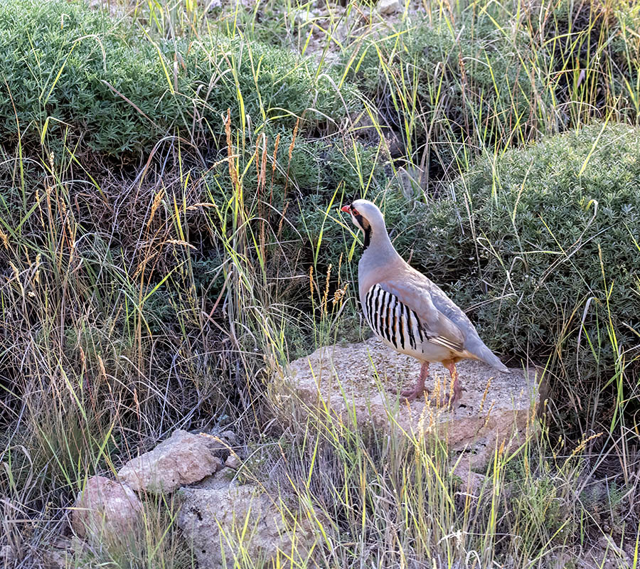 Chukar Partridge