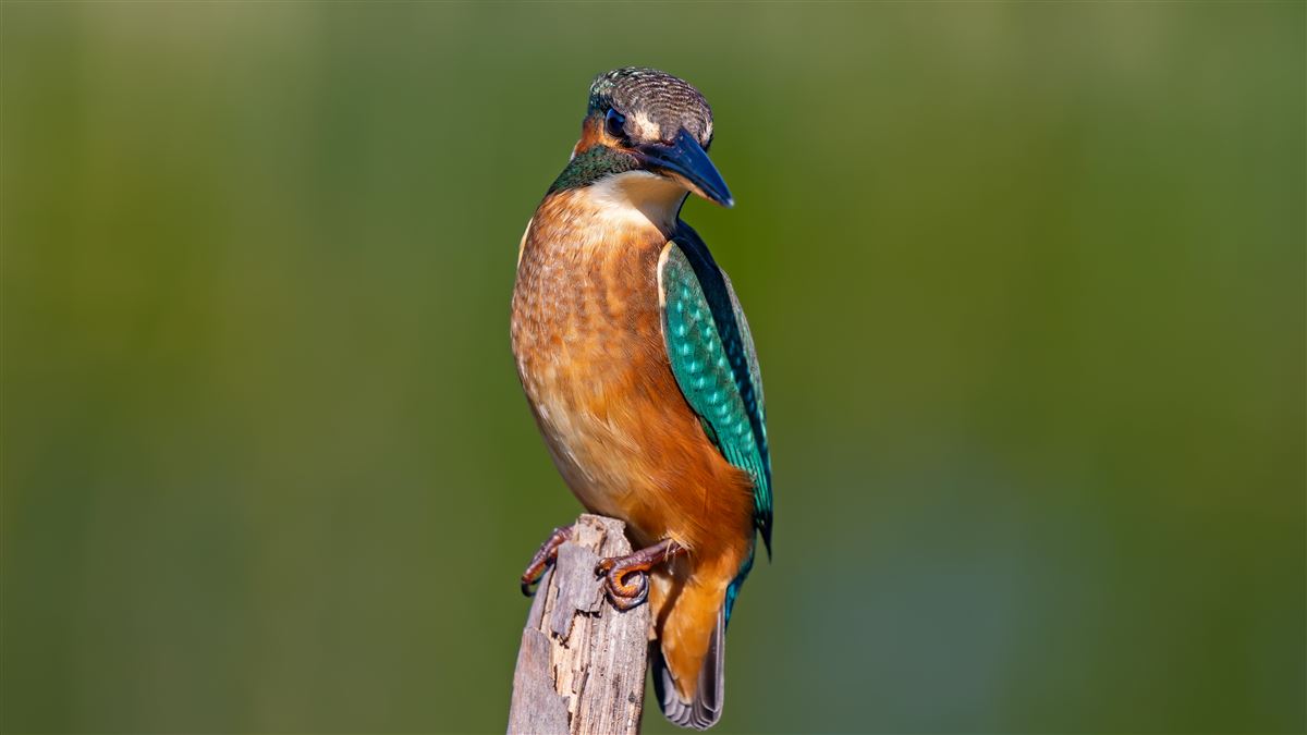 Common Kingfisher