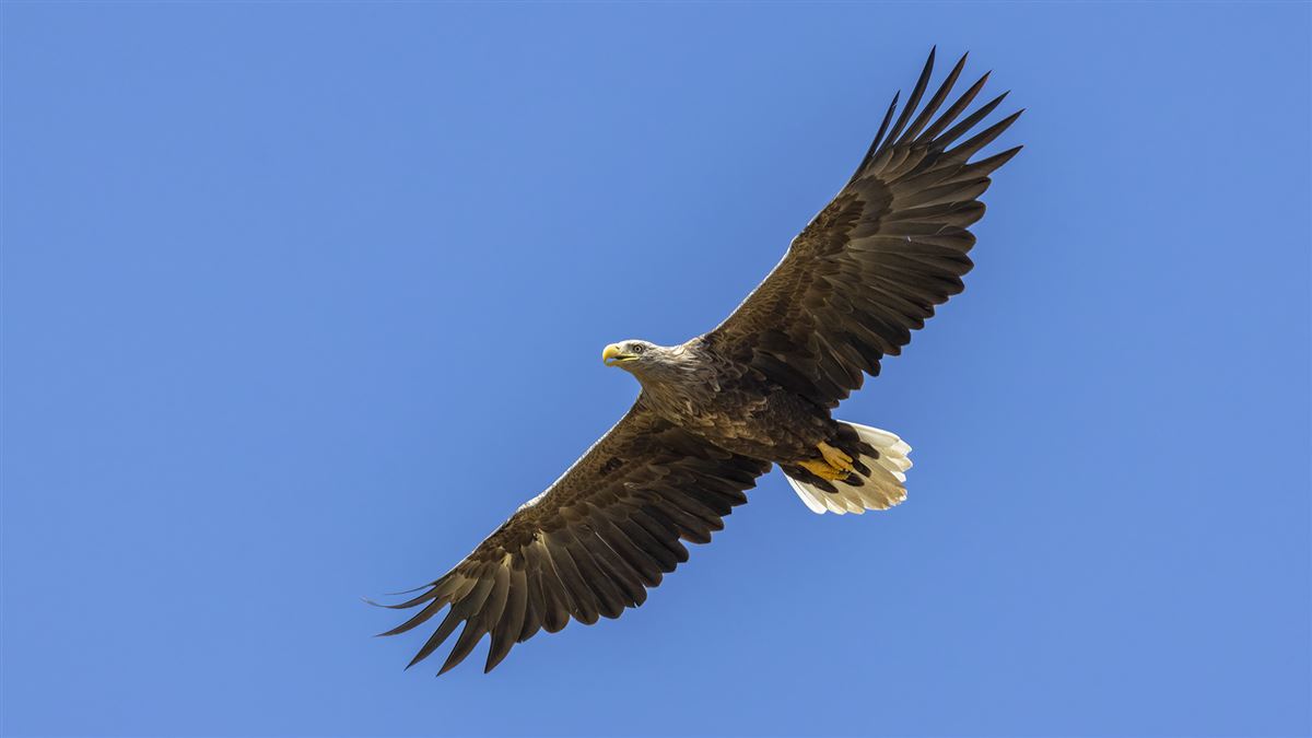 White-tailed Eagle