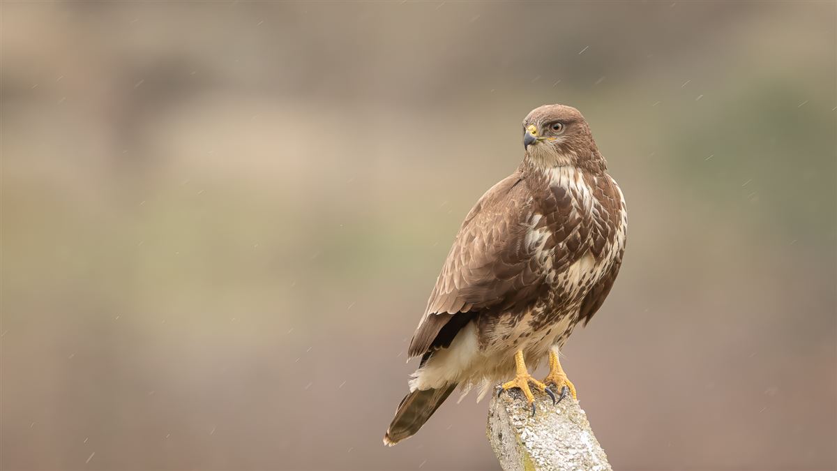 Common Buzzard