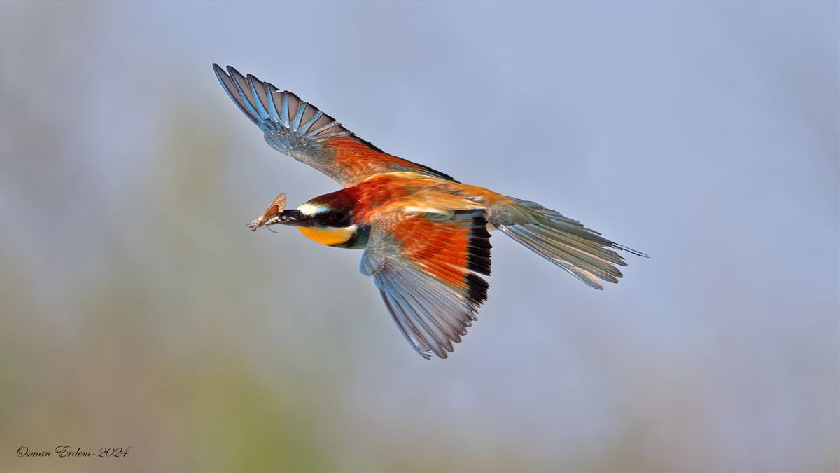 European Bee-eater