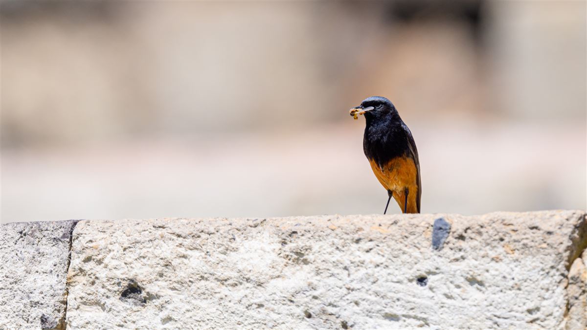 Black Redstart