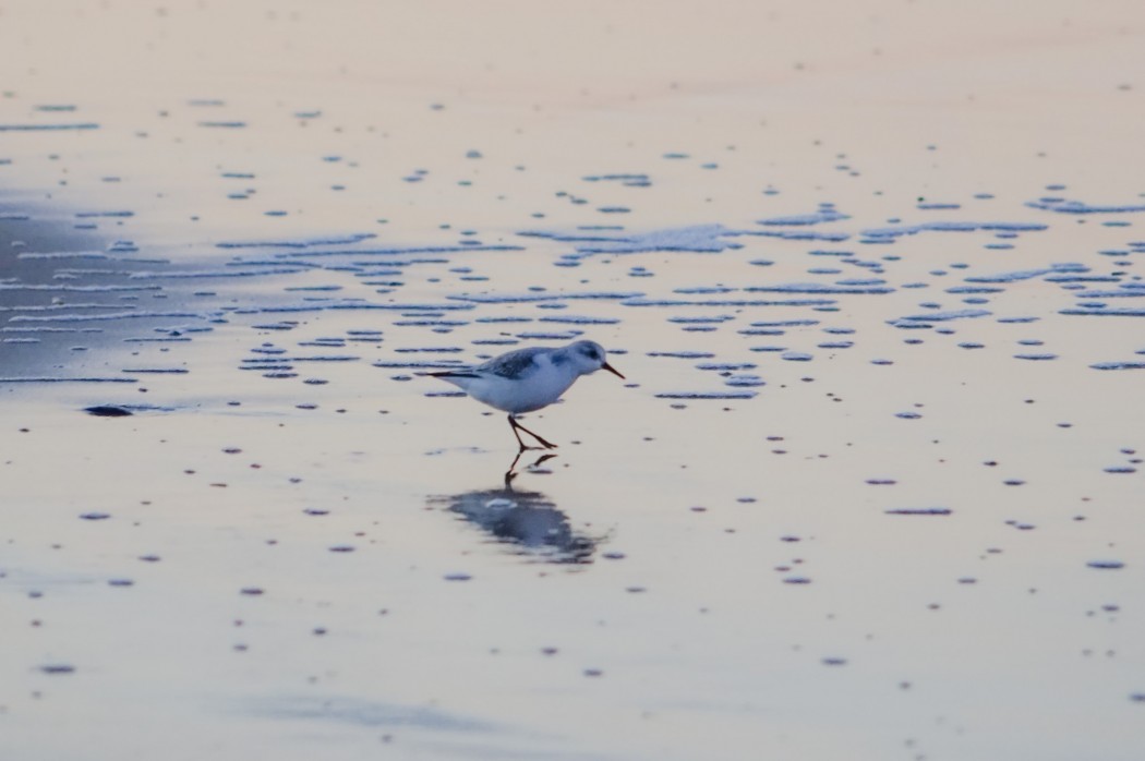 Sanderling