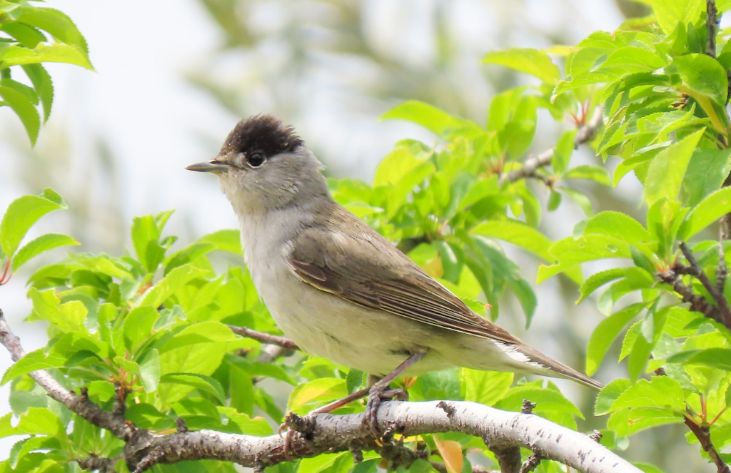 Eurasian Blackcap