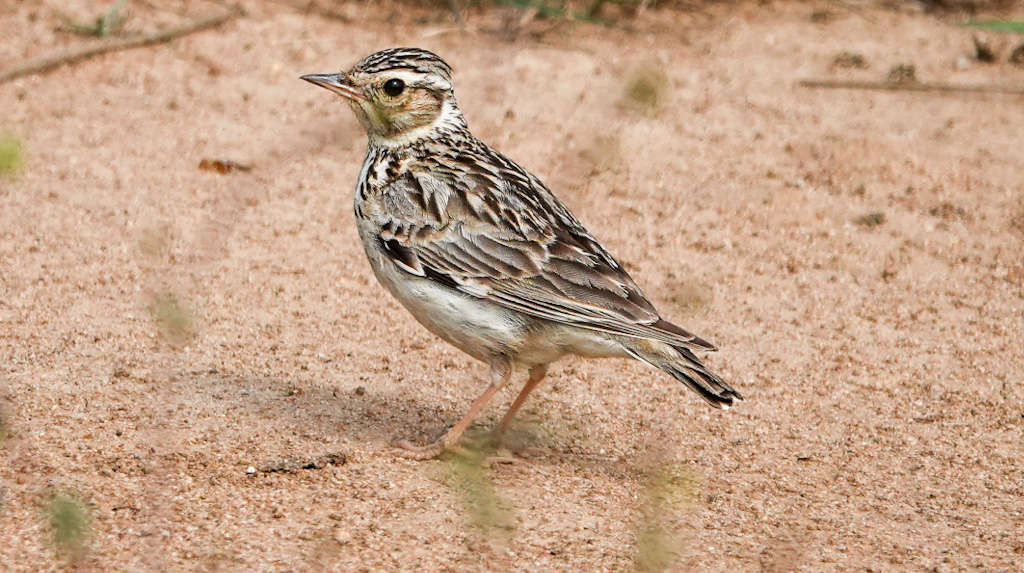 Woodlark
