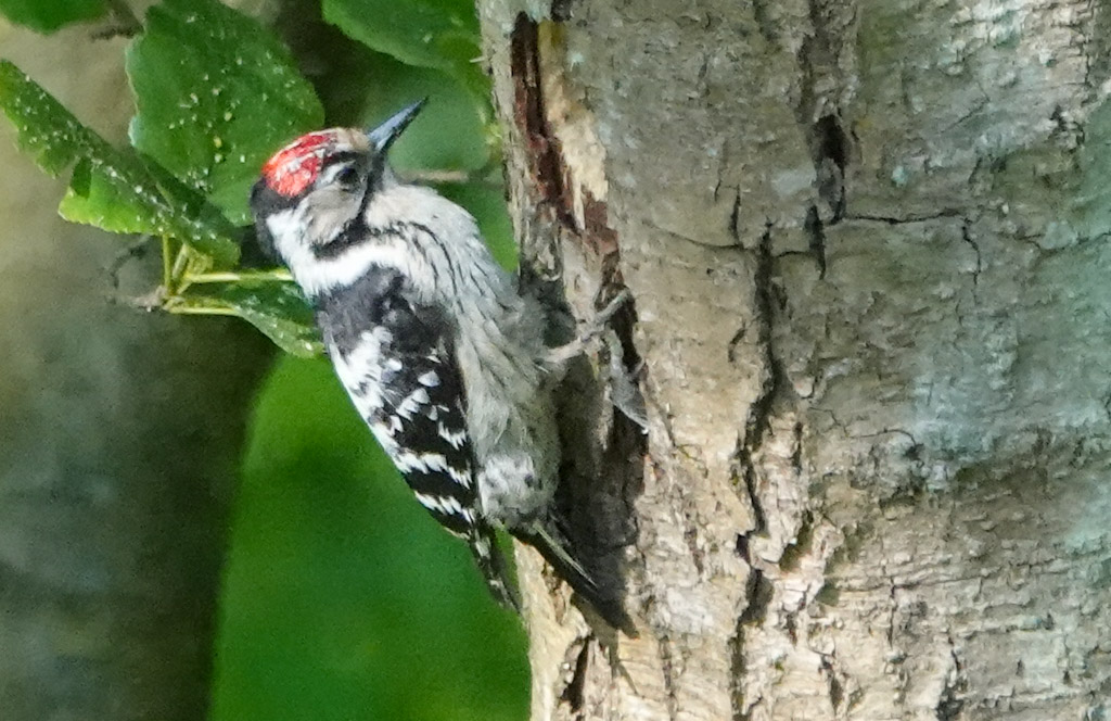 Lesser Spotted Woodpecker