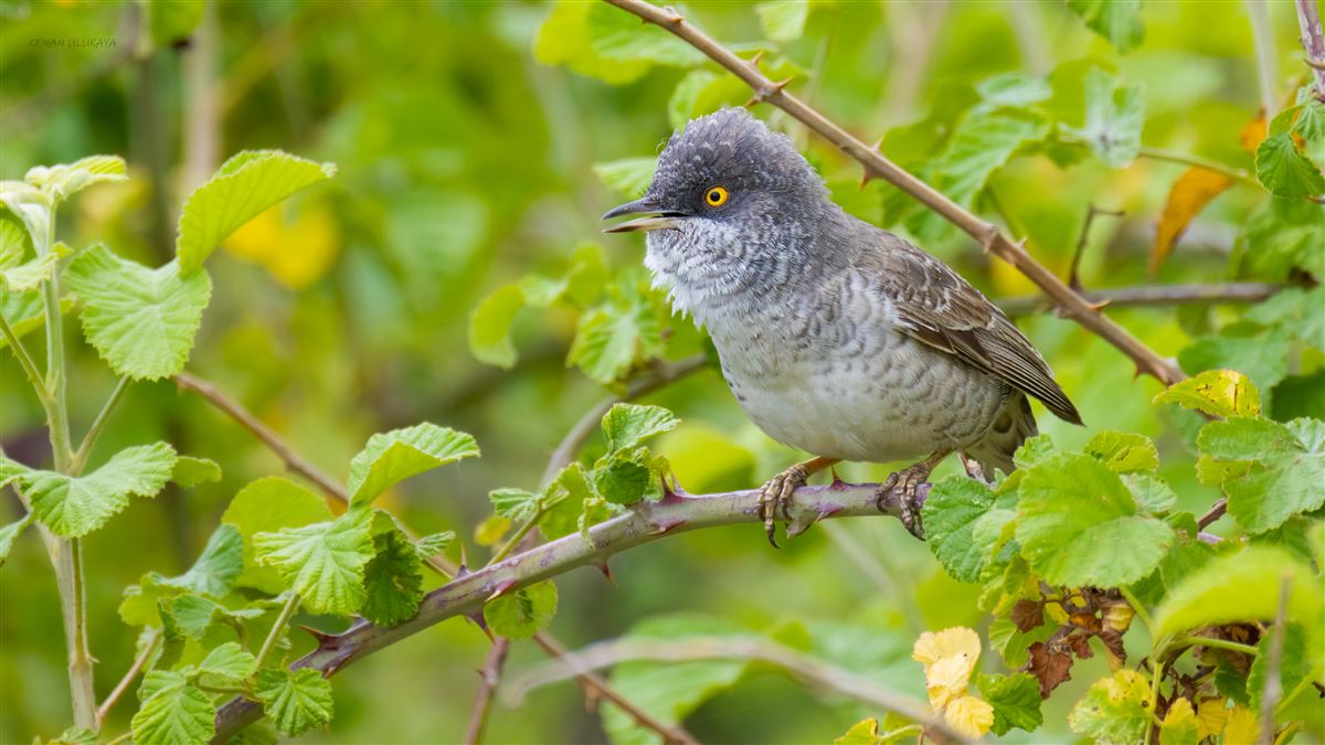 Barred Warbler
