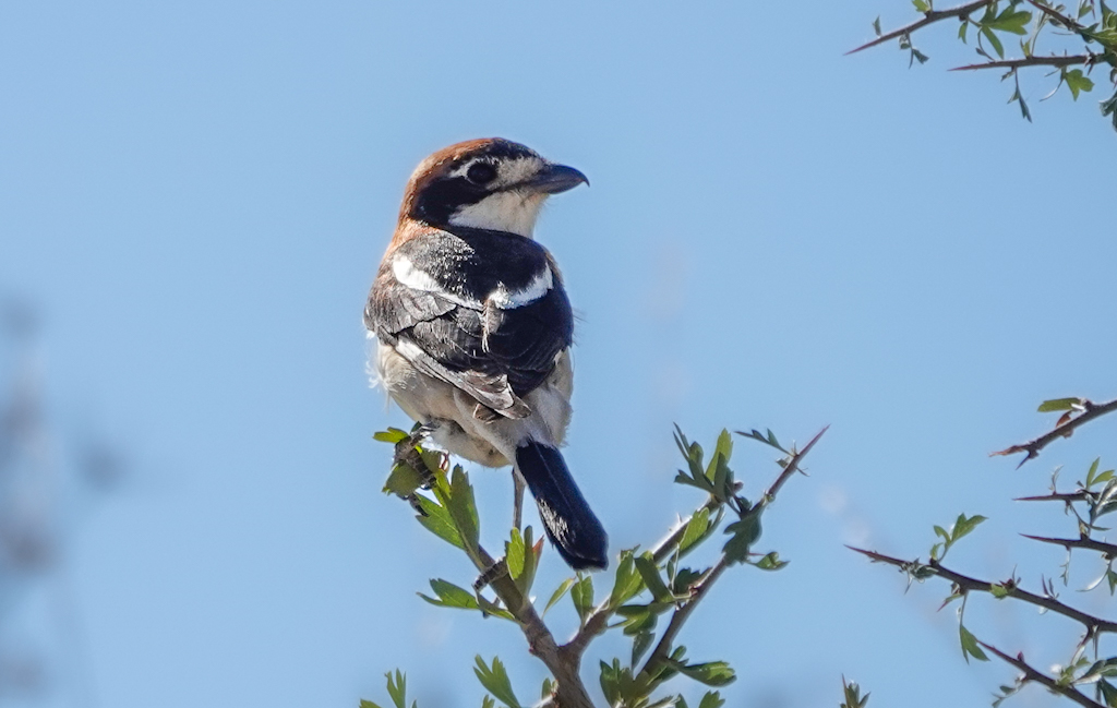 Woodchat Shrike