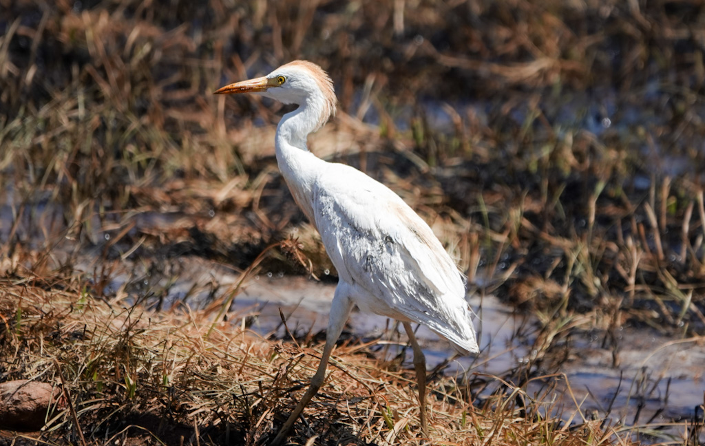 Western Cattle Egret