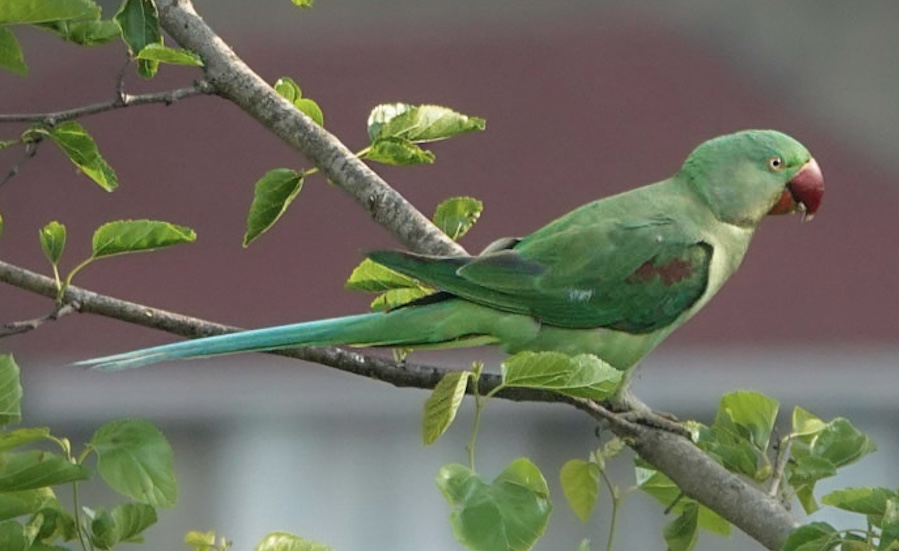 Alexandrine Parakeet
