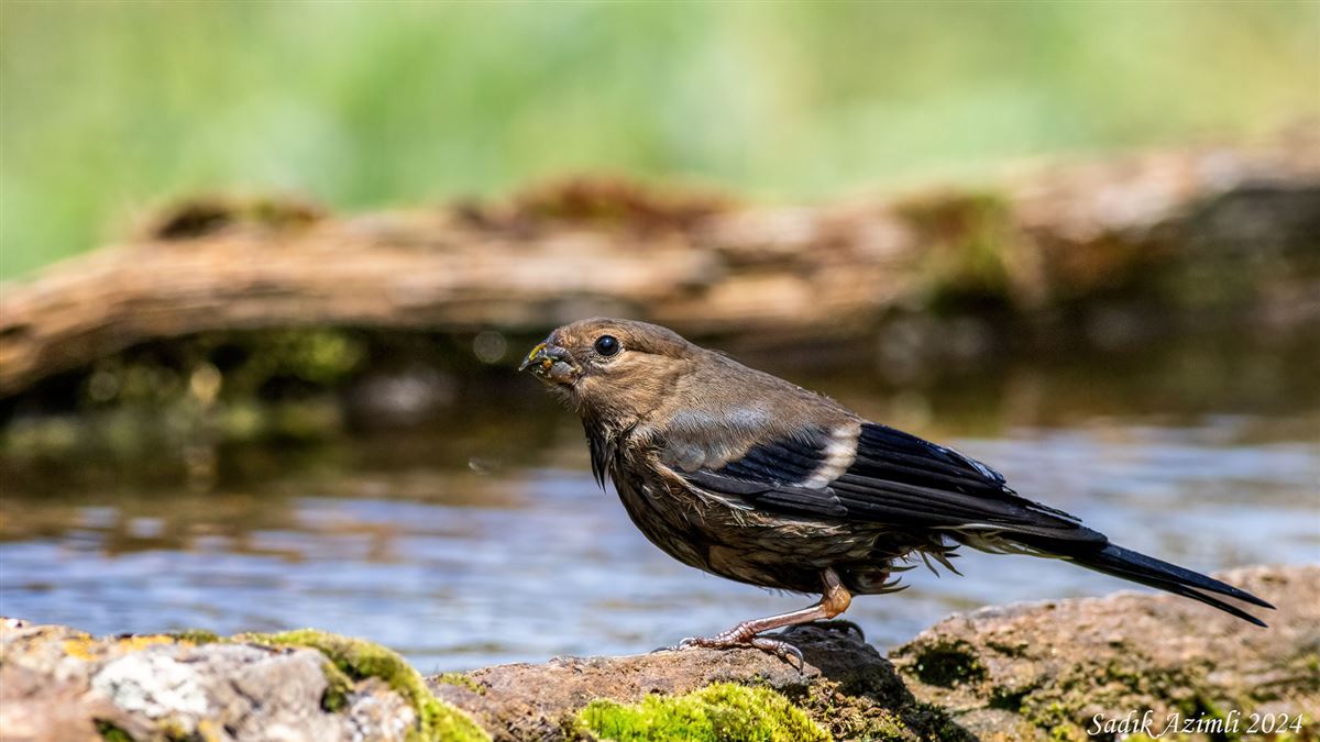 Eurasian Bullfinch