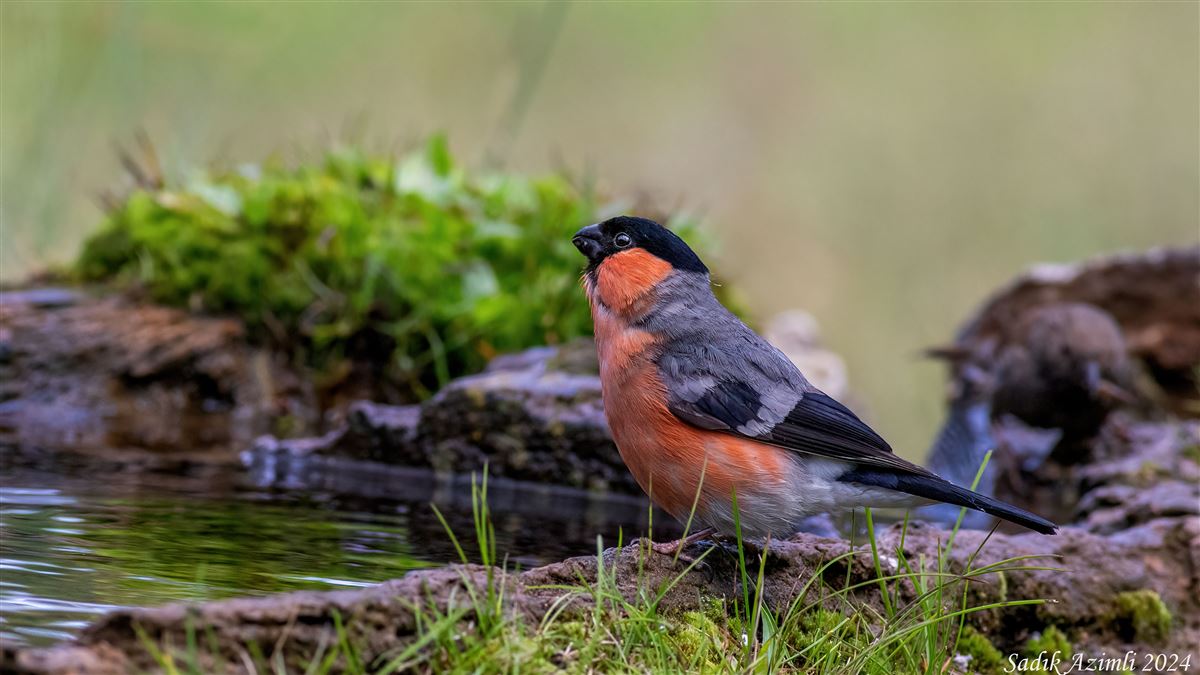 Eurasian Bullfinch
