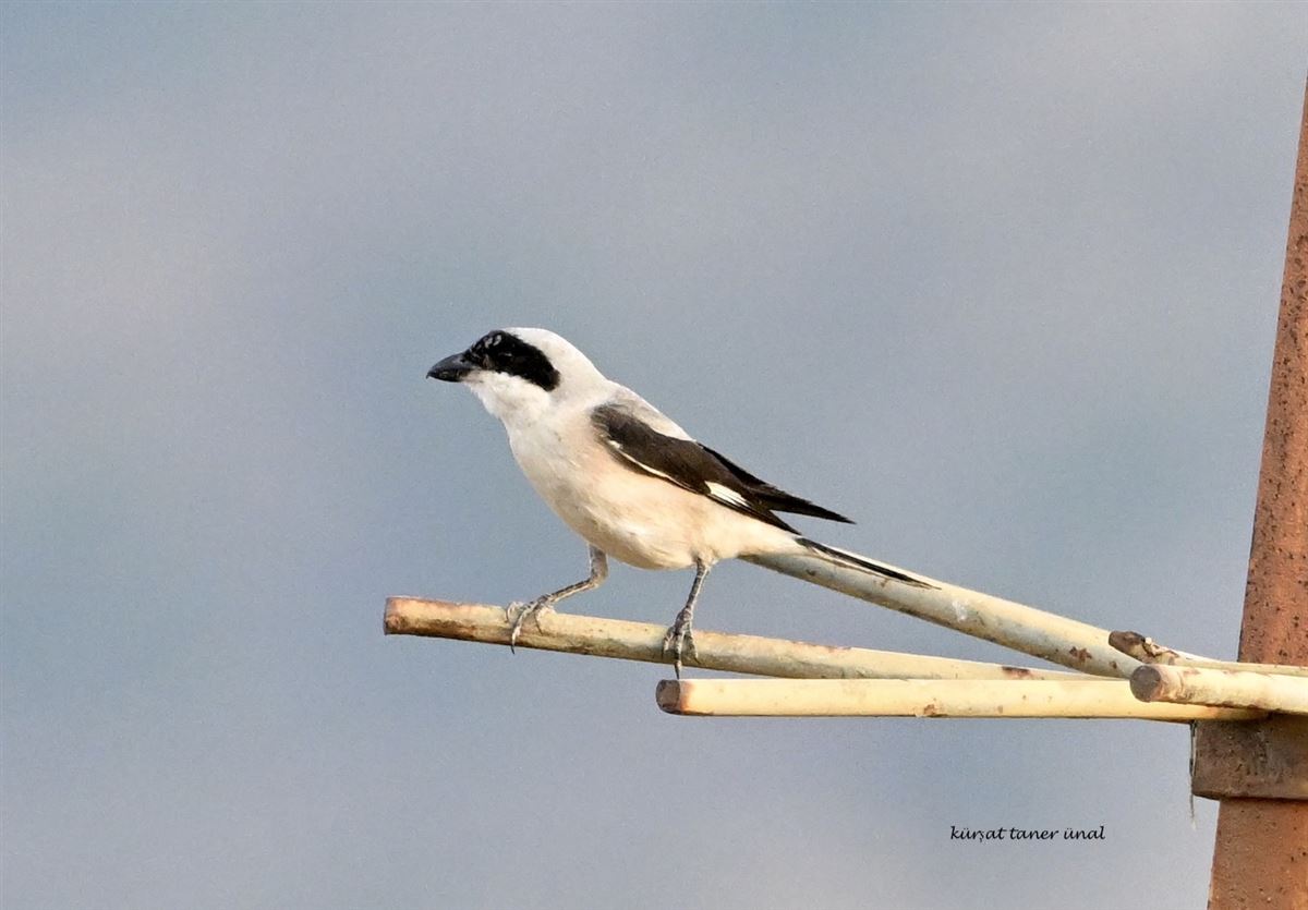 Lesser Grey Shrike