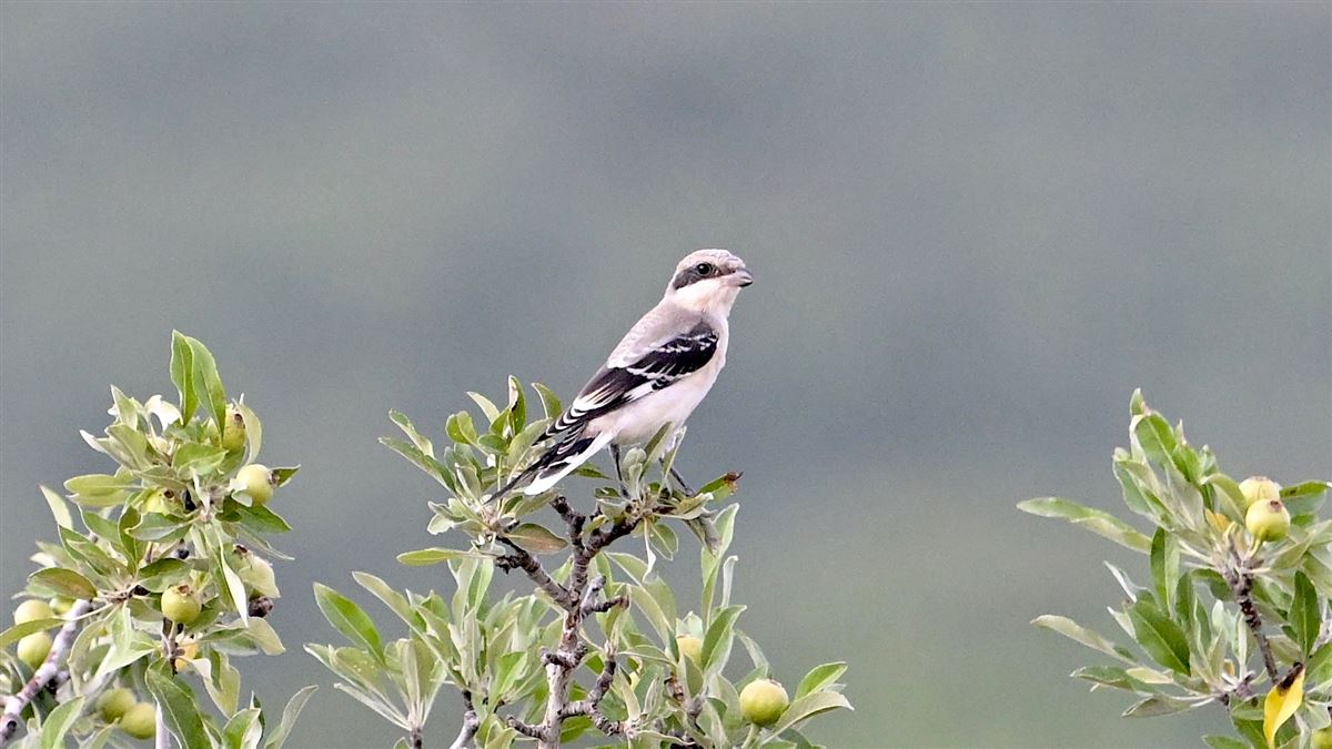Lesser Grey Shrike