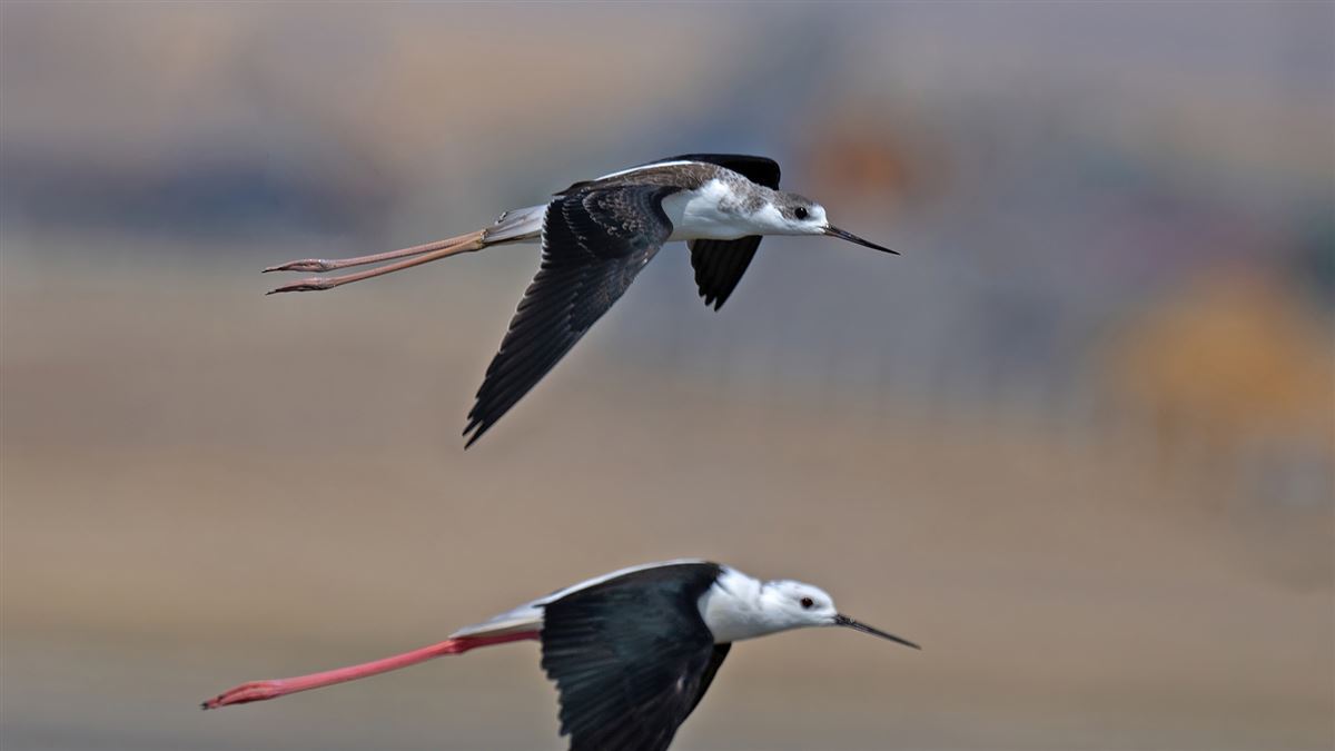 Black-winged Stilt