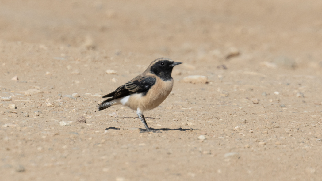 Black-eared Wheatear