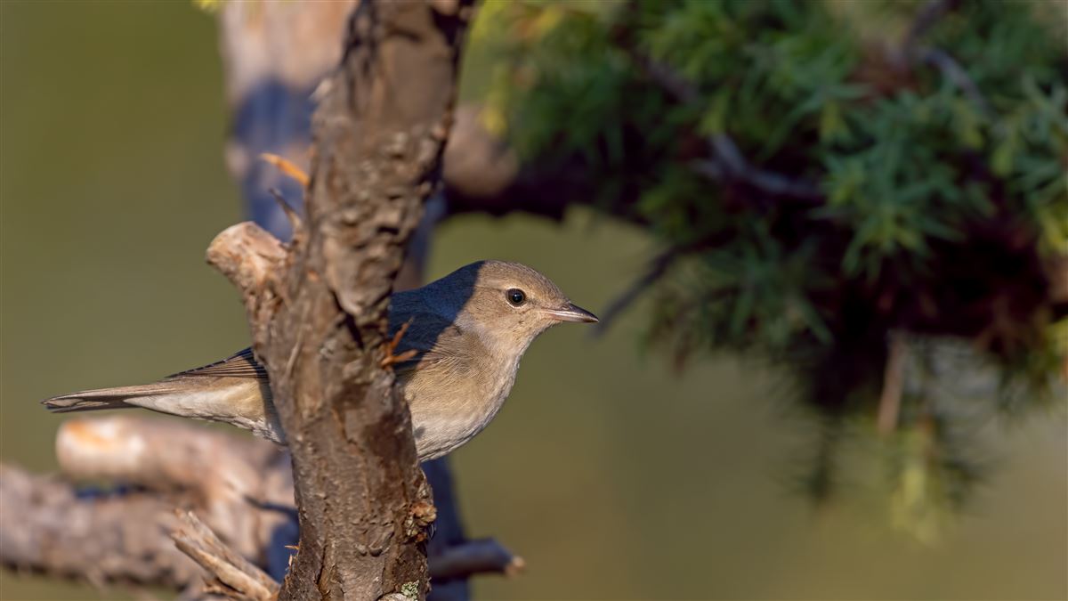 Garden Warbler