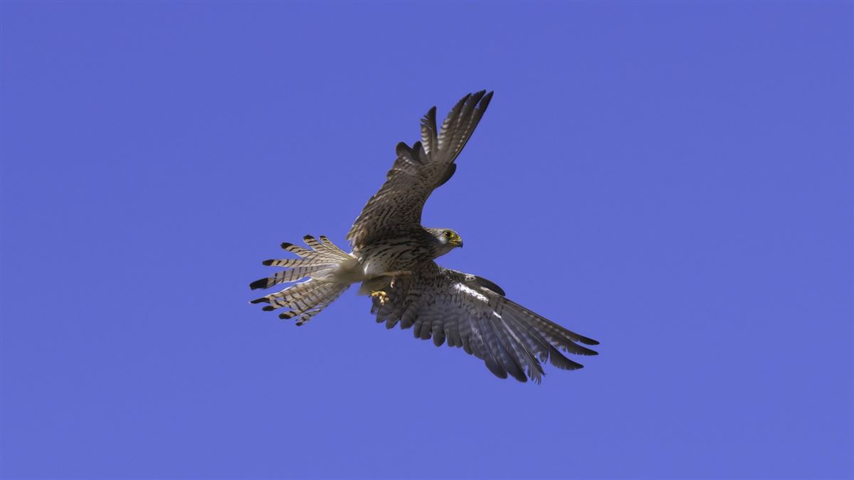 Lesser Kestrel