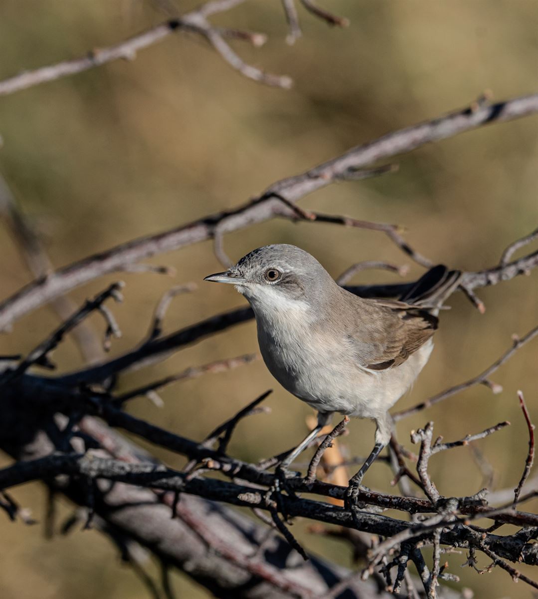 Lesser Whitethroat