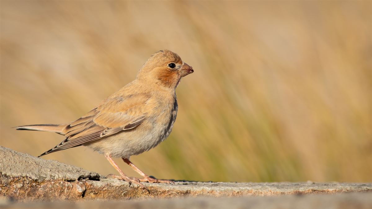Trumpeter Finch