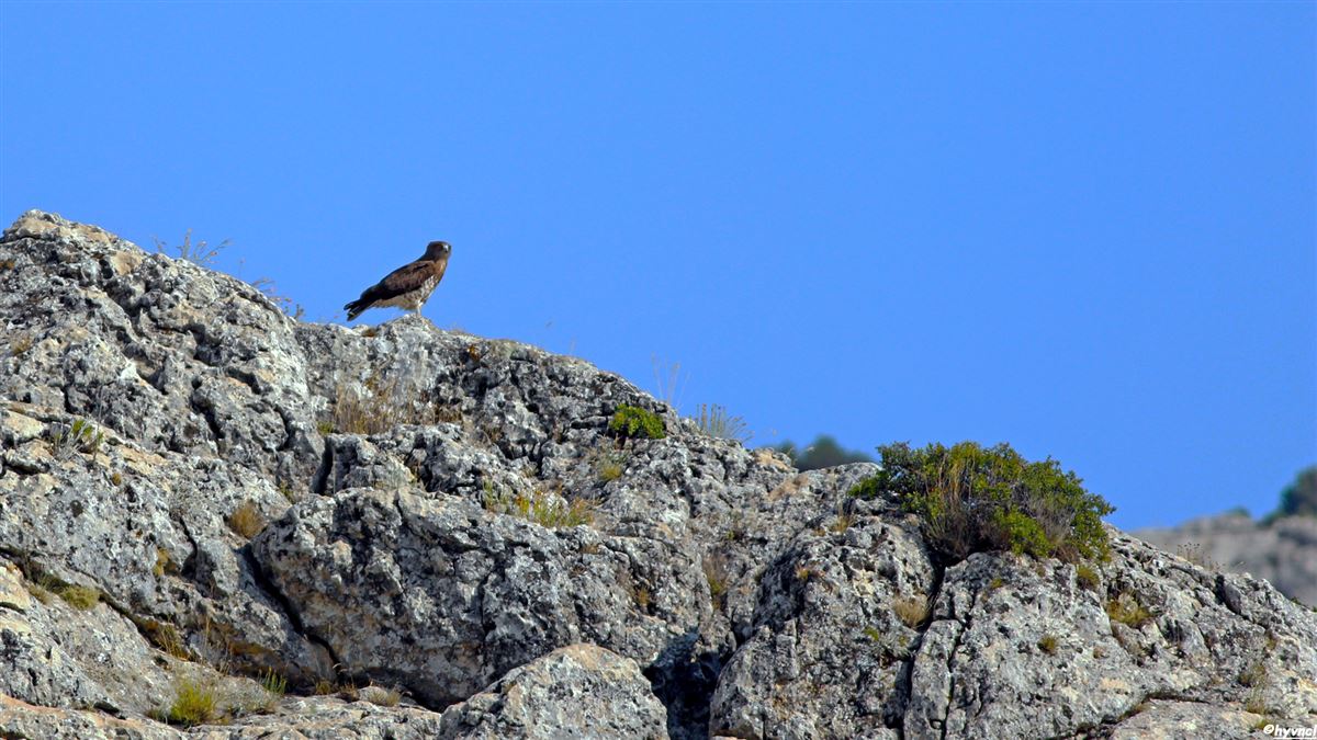 Short-toed Snake Eagle