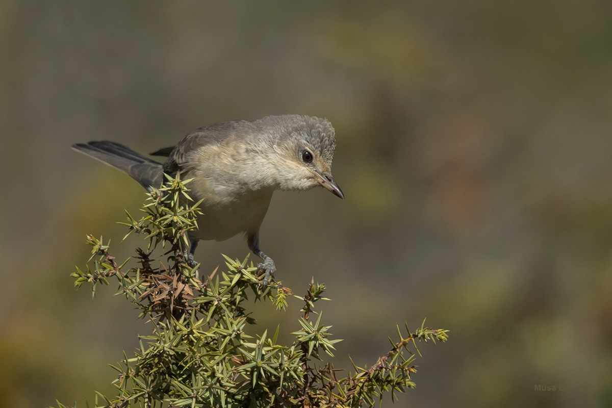 Barred Warbler