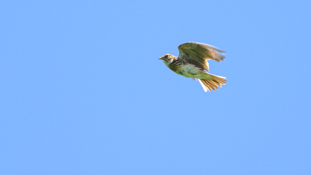 Eurasian Skylark