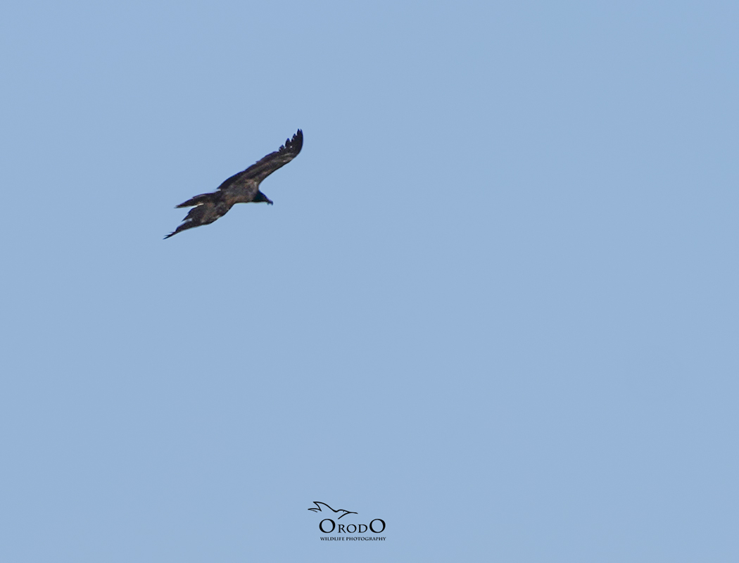 Bearded Vulture