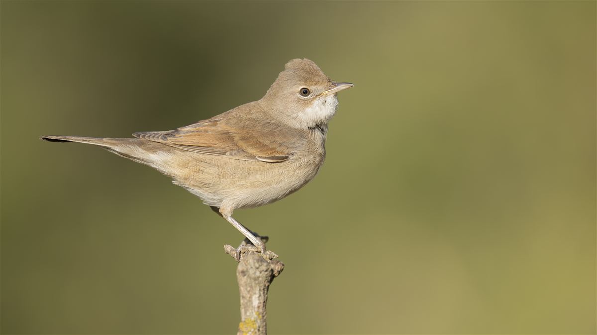 Common Whitethroat