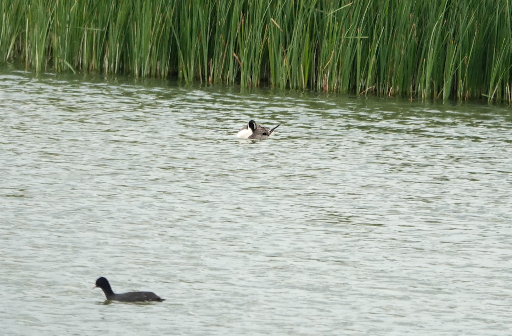 Northern Pintail