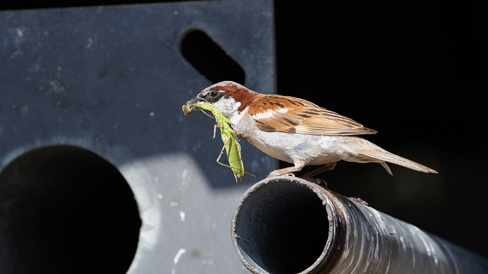 House Sparrow