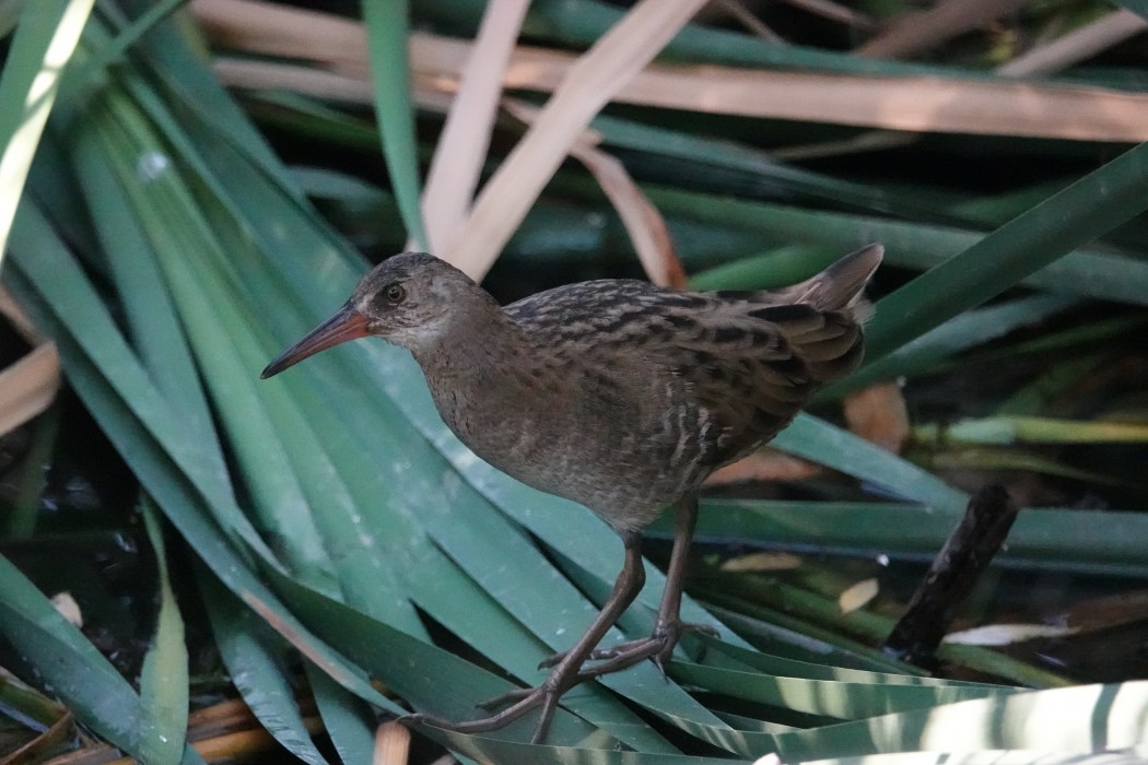 Water Rail