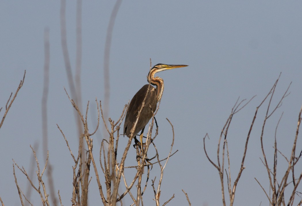 Purple Heron
