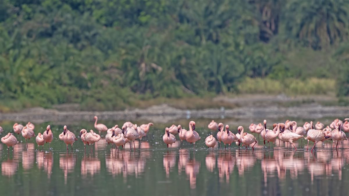 Lesser Flamingo