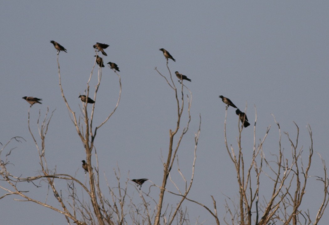 Hooded Crow