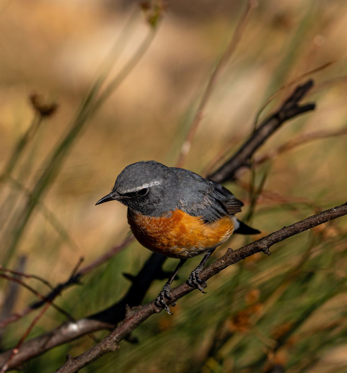 White-throated Robin