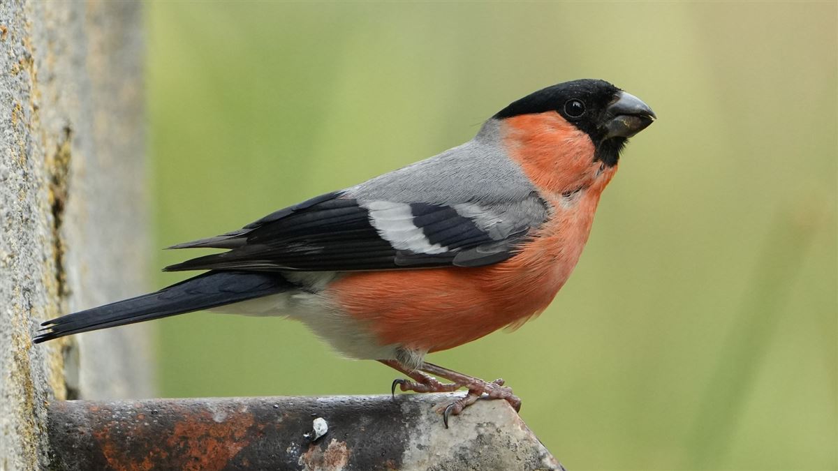 Eurasian Bullfinch