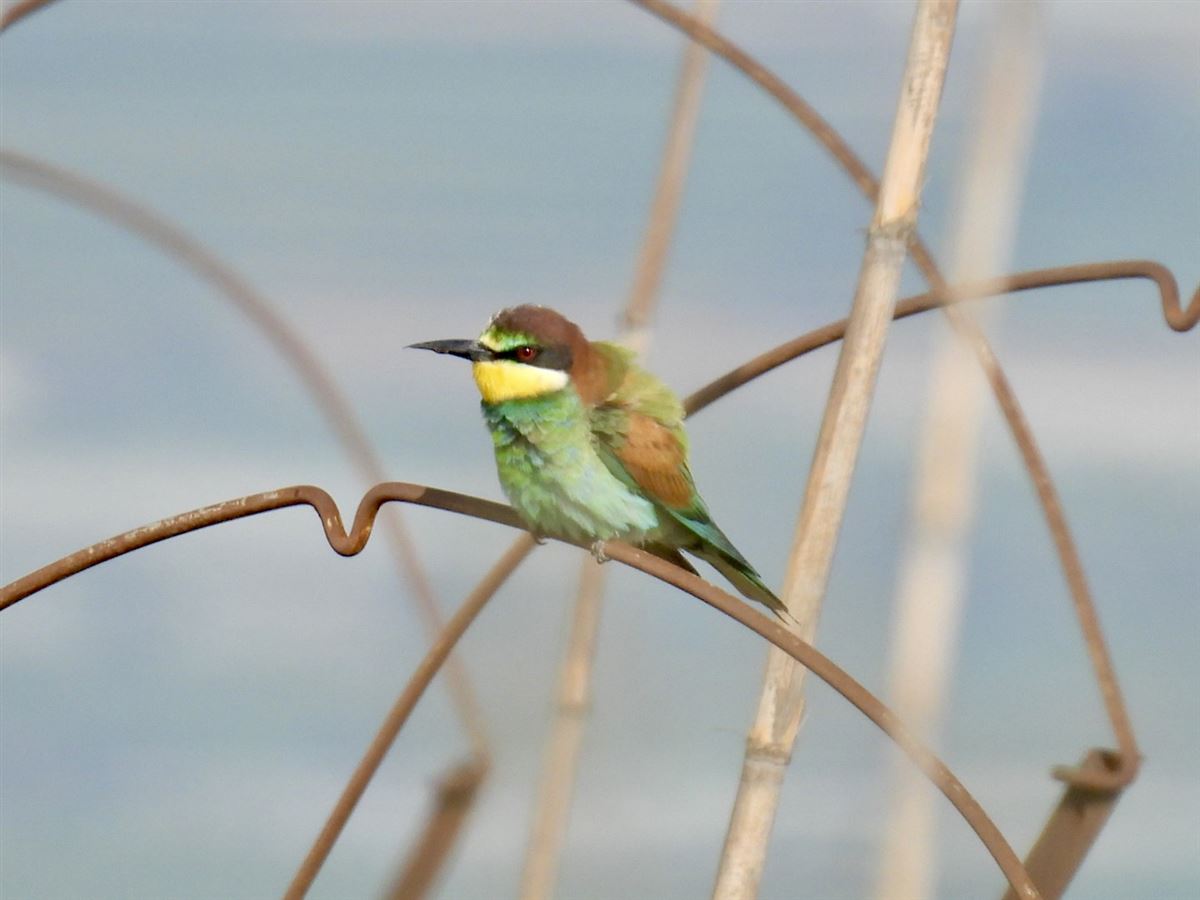European Bee-eater