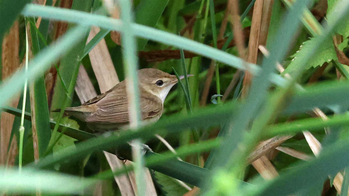 Blyth`s Reed Warbler