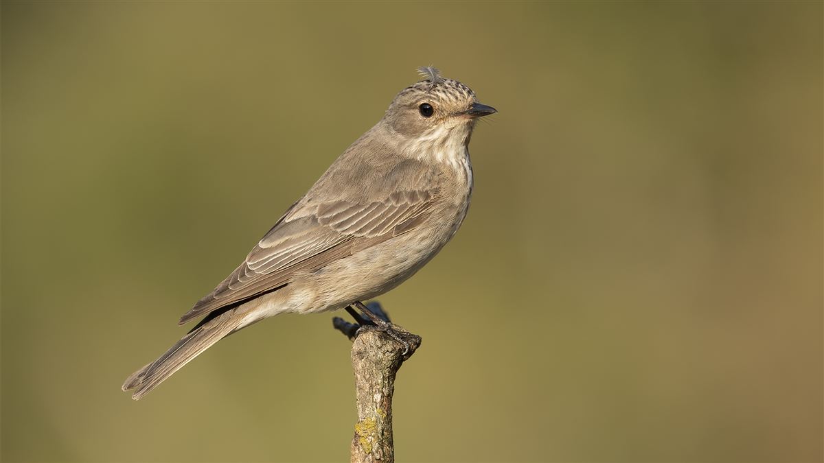 Spotted Flycatcher