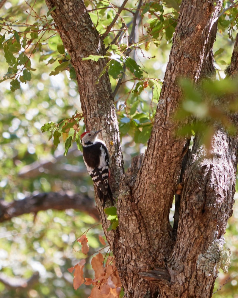 Middle Spotted Woodpecker
