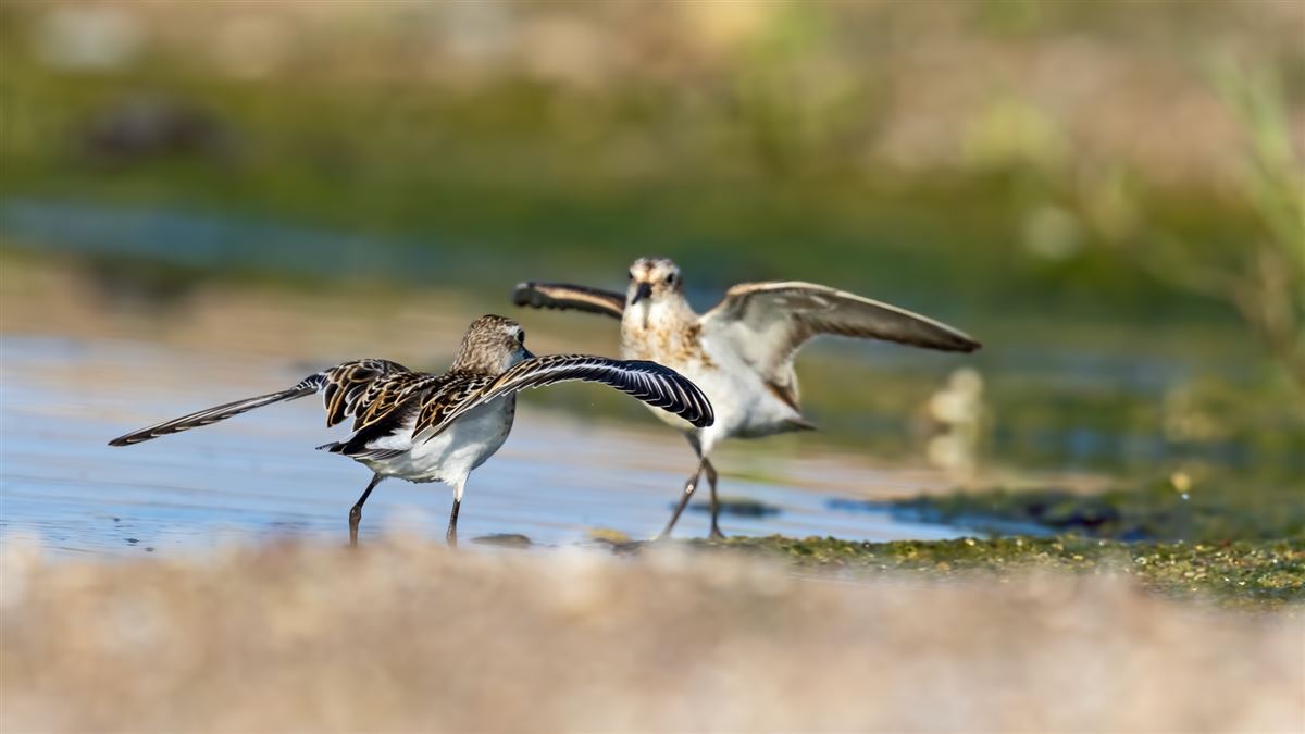 Sanderling