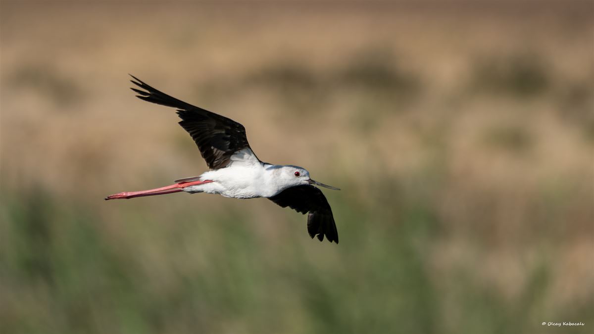 Black-winged Stilt