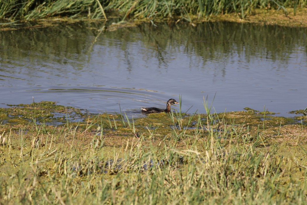 Little Grebe