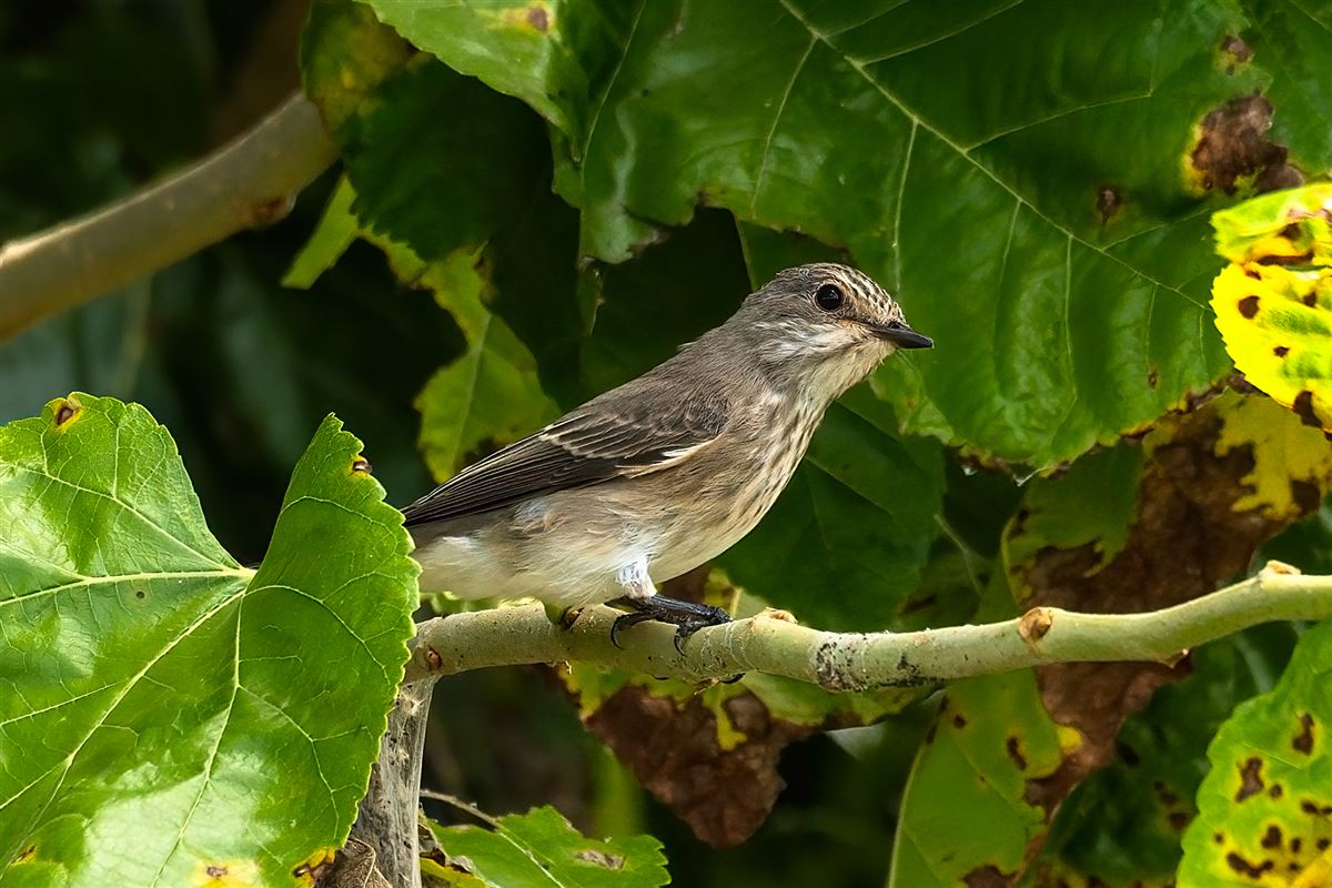 Spotted Flycatcher