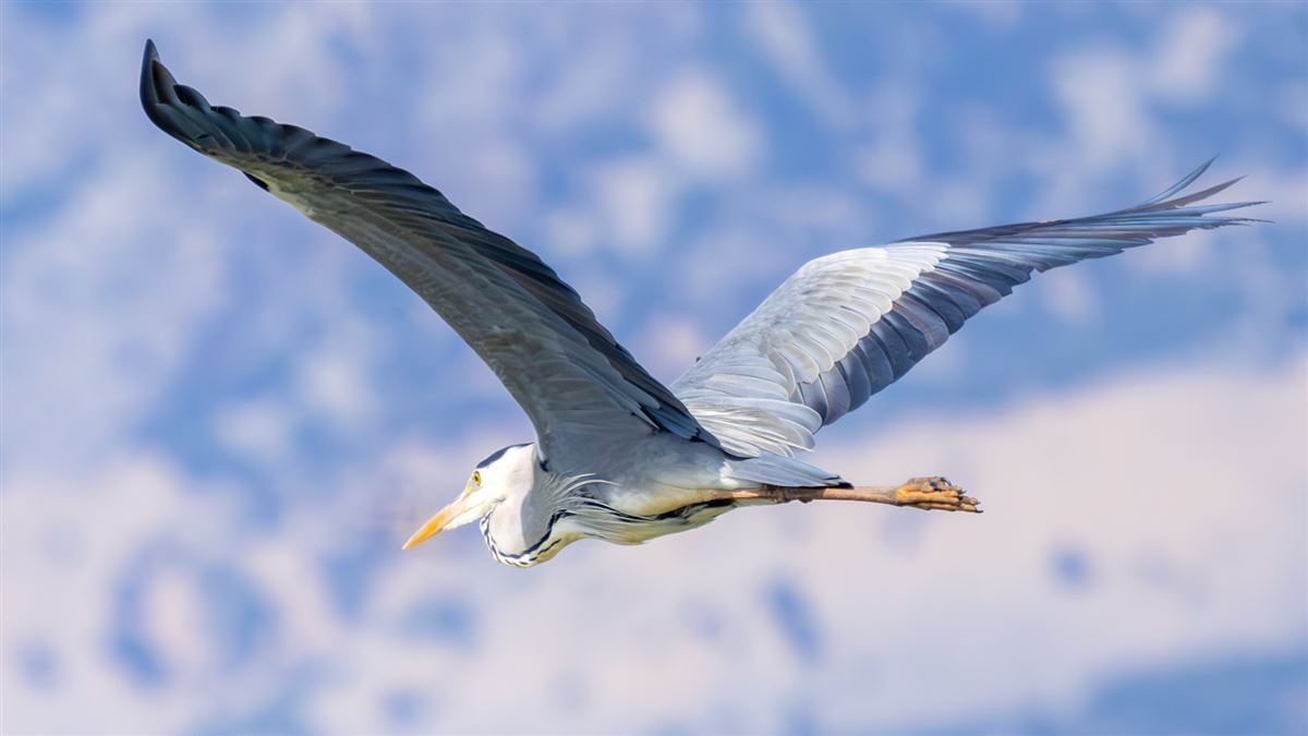 Grey Heron