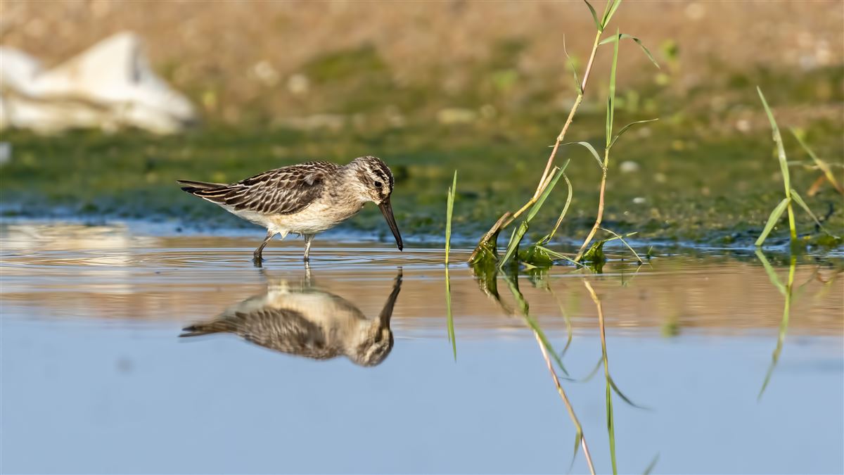 Broad-billed Sandpiper