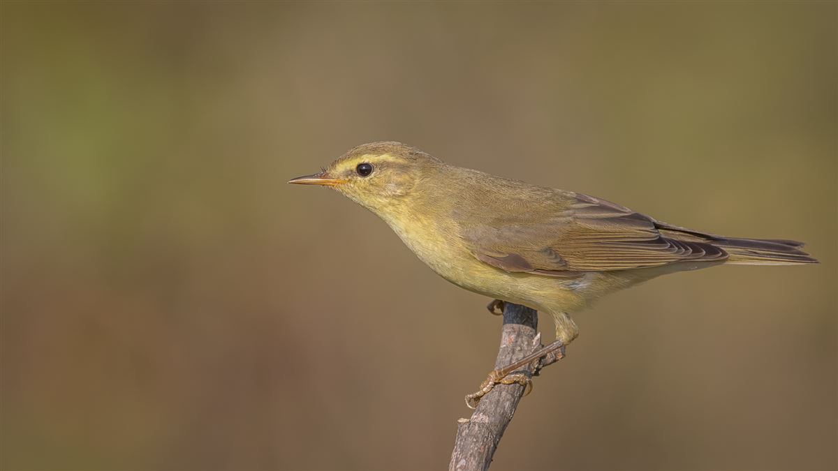 Willow Warbler