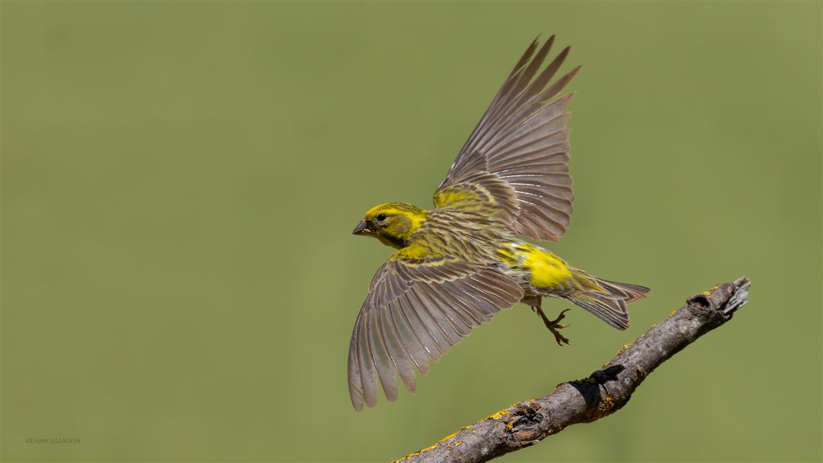 European Serin